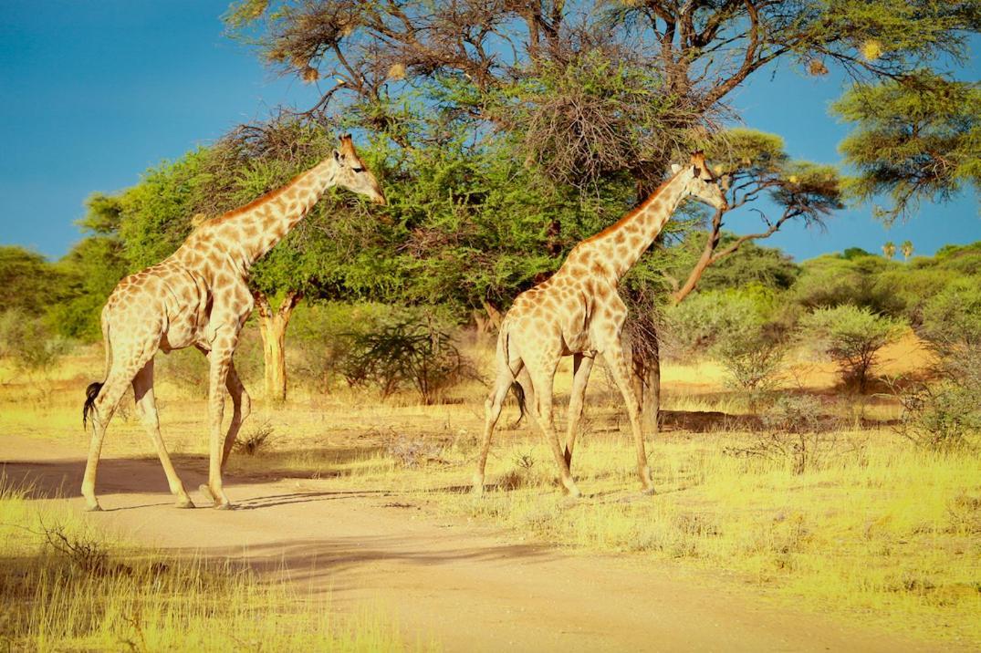 オチワ サファリ ロッジ オチワロンゴ エクステリア 写真
